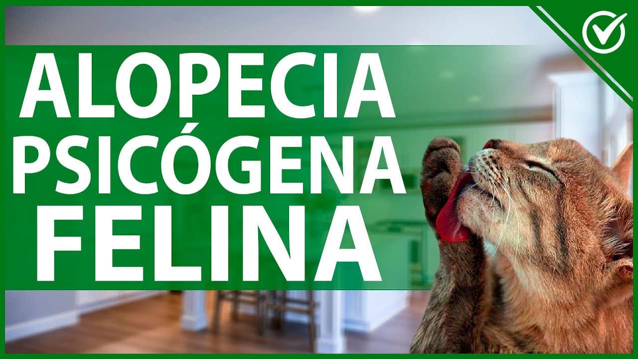 🐱 Causas y Tratamiento de la Alopecia Psicógena Felina - Caída del Cabello 🐱👩‍🦲