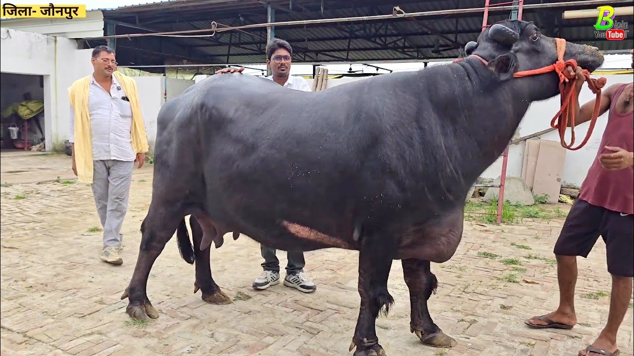 #जौनपुर जिला मे होटल मालीक का डेयरी फार्म मे #मुर्रा भैंस बिकाऊ है | Murrah Buffalo for Sale in U.P