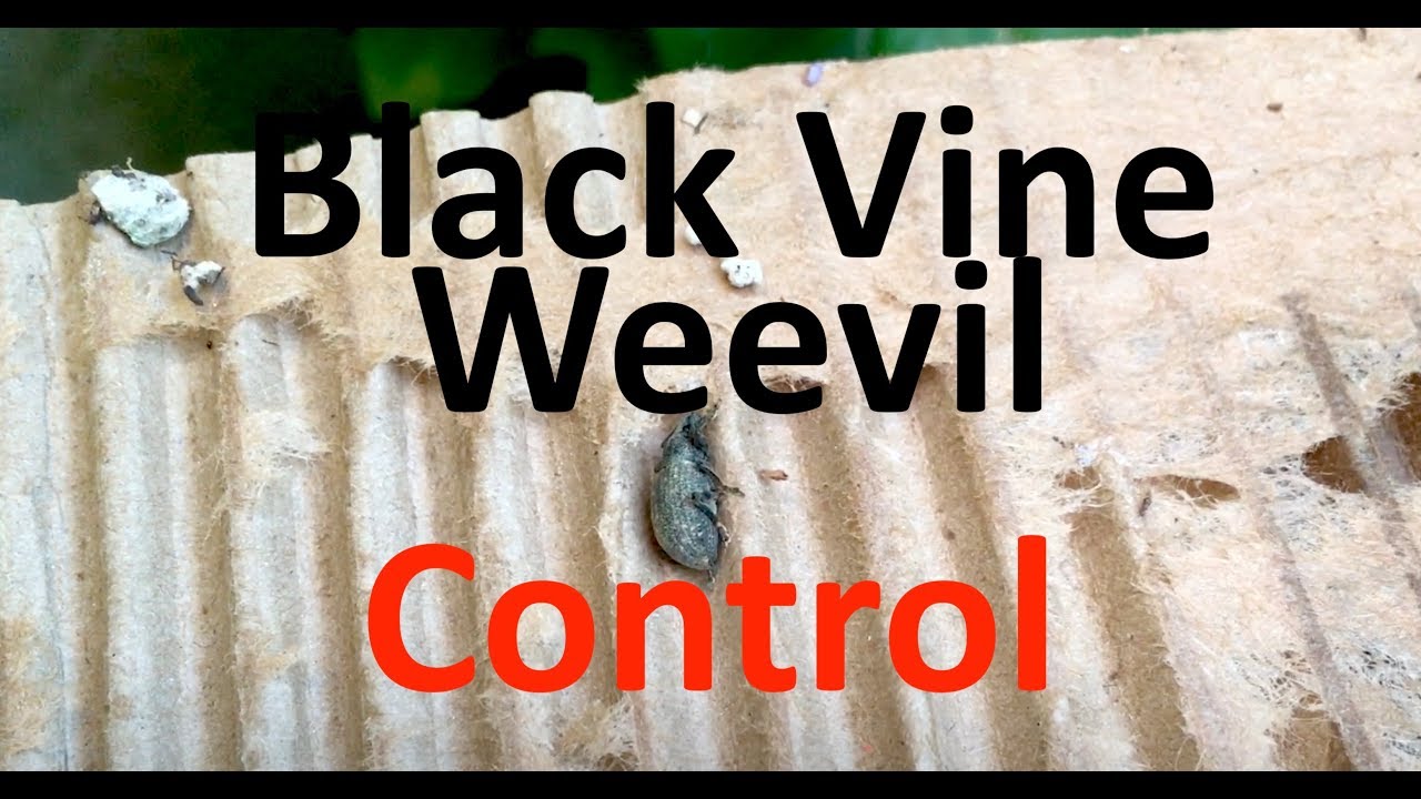 Garden Project - Capturing black vine weevils