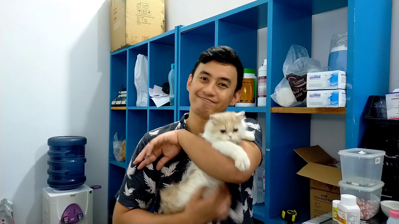 Cara Mengitung Dosis Obat Cacing Drontal untuk Anjing dan Kucing