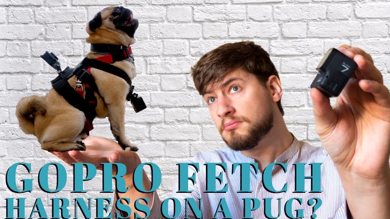 GoPro Fetch Dog Harness | Best GoPro Accessories