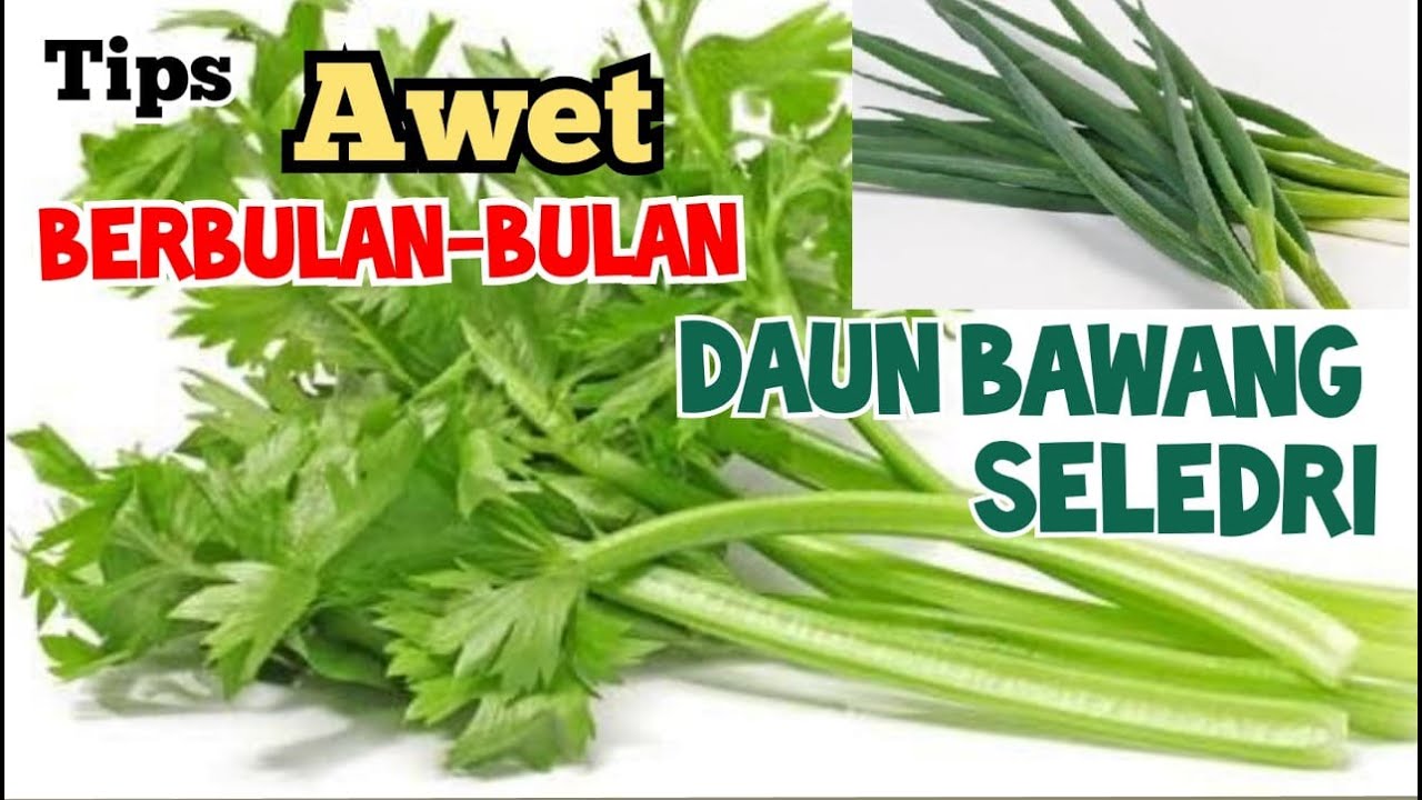 Cara Menyimpan Daun Bawang Seledri Awet Tahan Lama Berbulan-bulan | How to Preserve Celery Leek