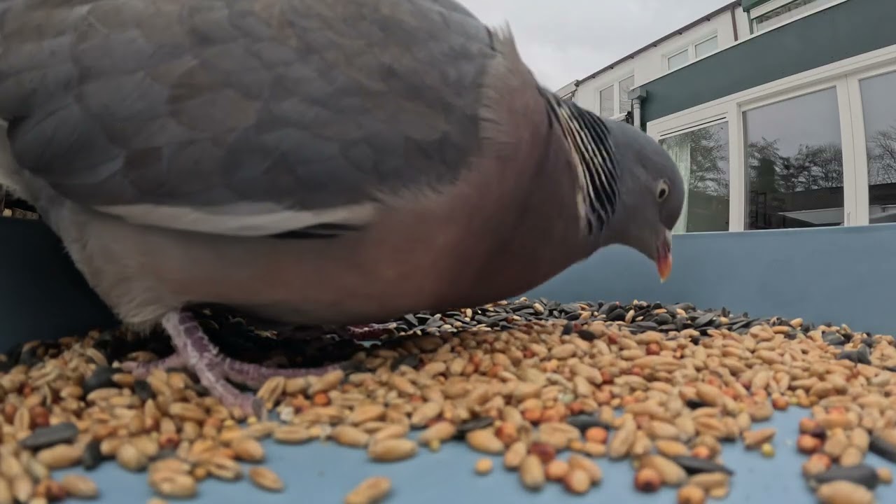 Lots of birds in garden. Got camera and only got this. #grumpy #pigeon #birds #nature #garden 