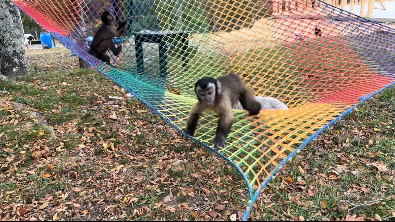 Let’s enjoy some monkey playtime 🩵 