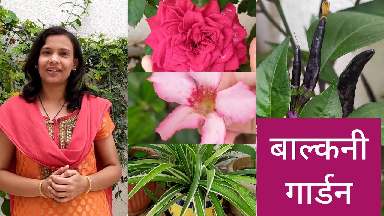बाल्कनी गार्डन | Balcony Garden Tour | मराठी बागकाम