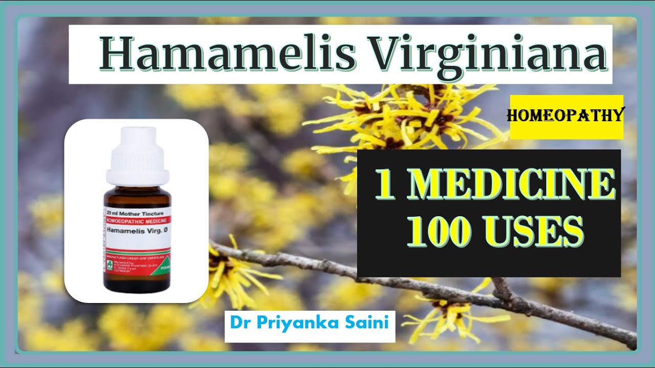 Hamamelis Virginiana- Homeopathic Medicine || 1 Medicine 100 uses || piles  @dr.priyankashomeopathy