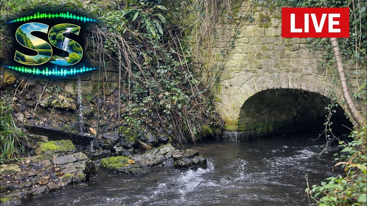 Surrounding Sounds - Stream Waters (Surrey) #calm #watersounds #nature #woods 