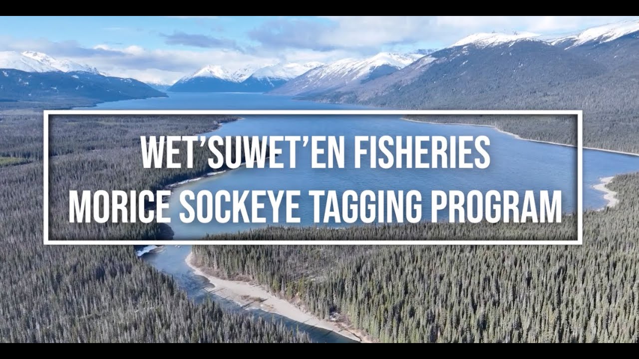 Wet'suwet'en Fisheries Morice (Widzin Bin) Tagging Program