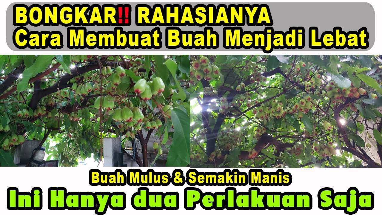 CARA TANAM JAMBU DALHARI SUPAYA LEBAT BUNGANYA DAN TIDAK RONTOK || Step-5