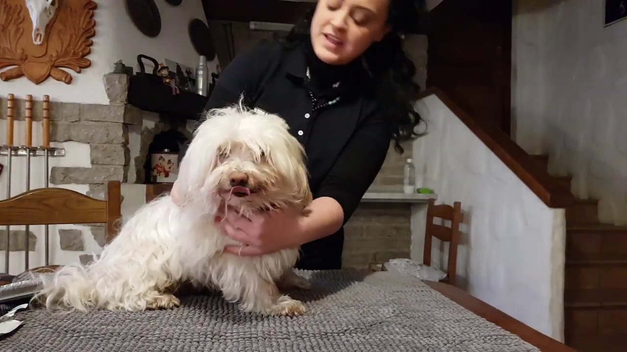 COME SPAZZOLARE IL CANE