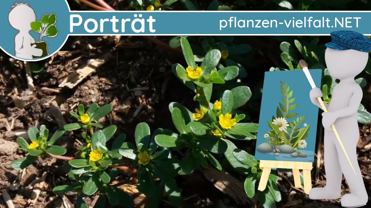 🖼️ Porträt 161 - Portulak (Portulaca oleracea) - Wildpflanzen-Steckbrief (Essbar)