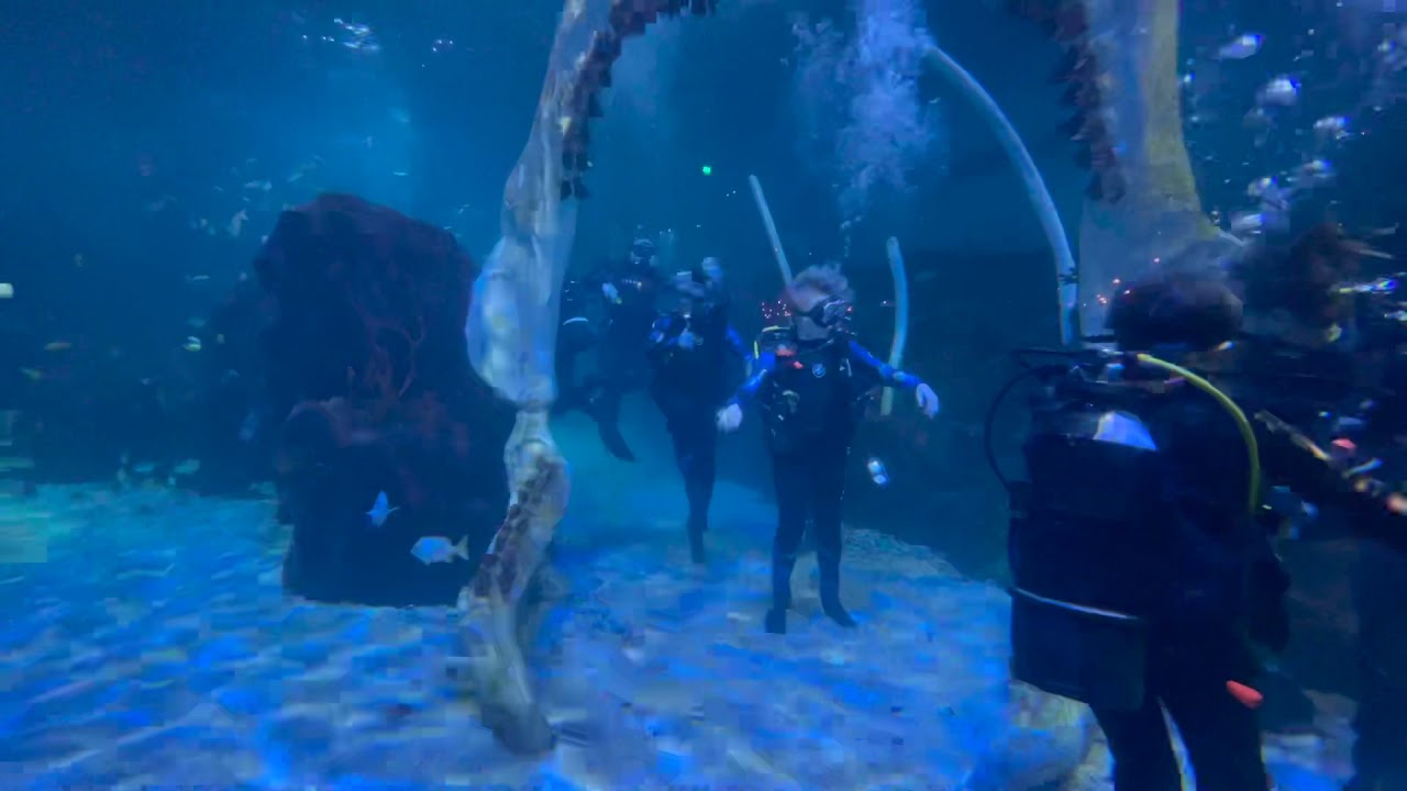 Shark Scuba Experience at Bear Grylls Adventure