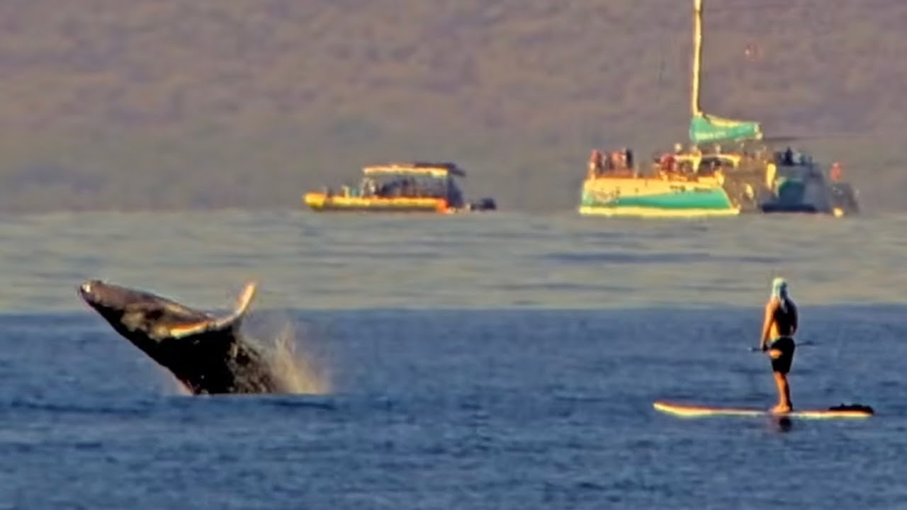 Jan 27, 2026: Baby Humpback Whale Breaches Near Paddleboarders & Kayakers in Maui