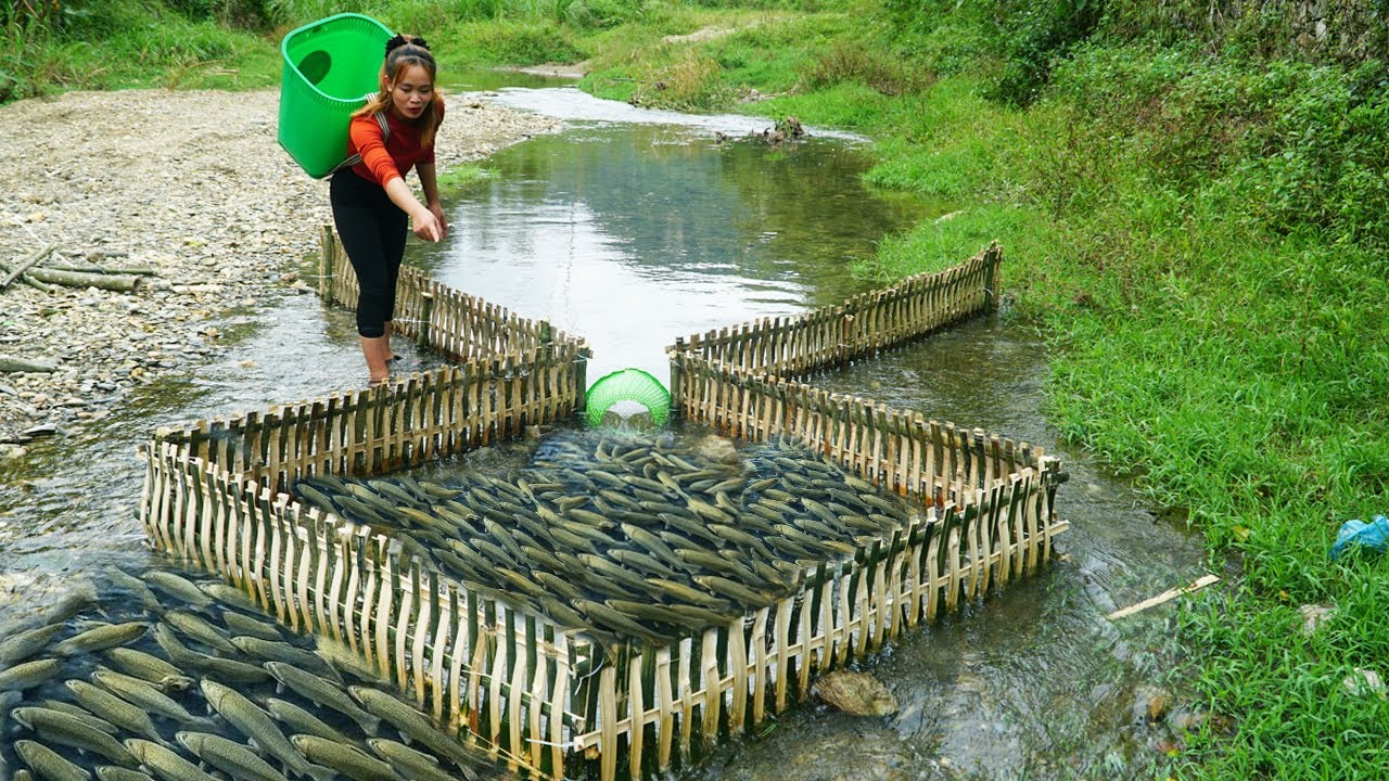How To Trap Fish Simple And Most Effective / Harvesting A Lot Of Fish Go To Sell
