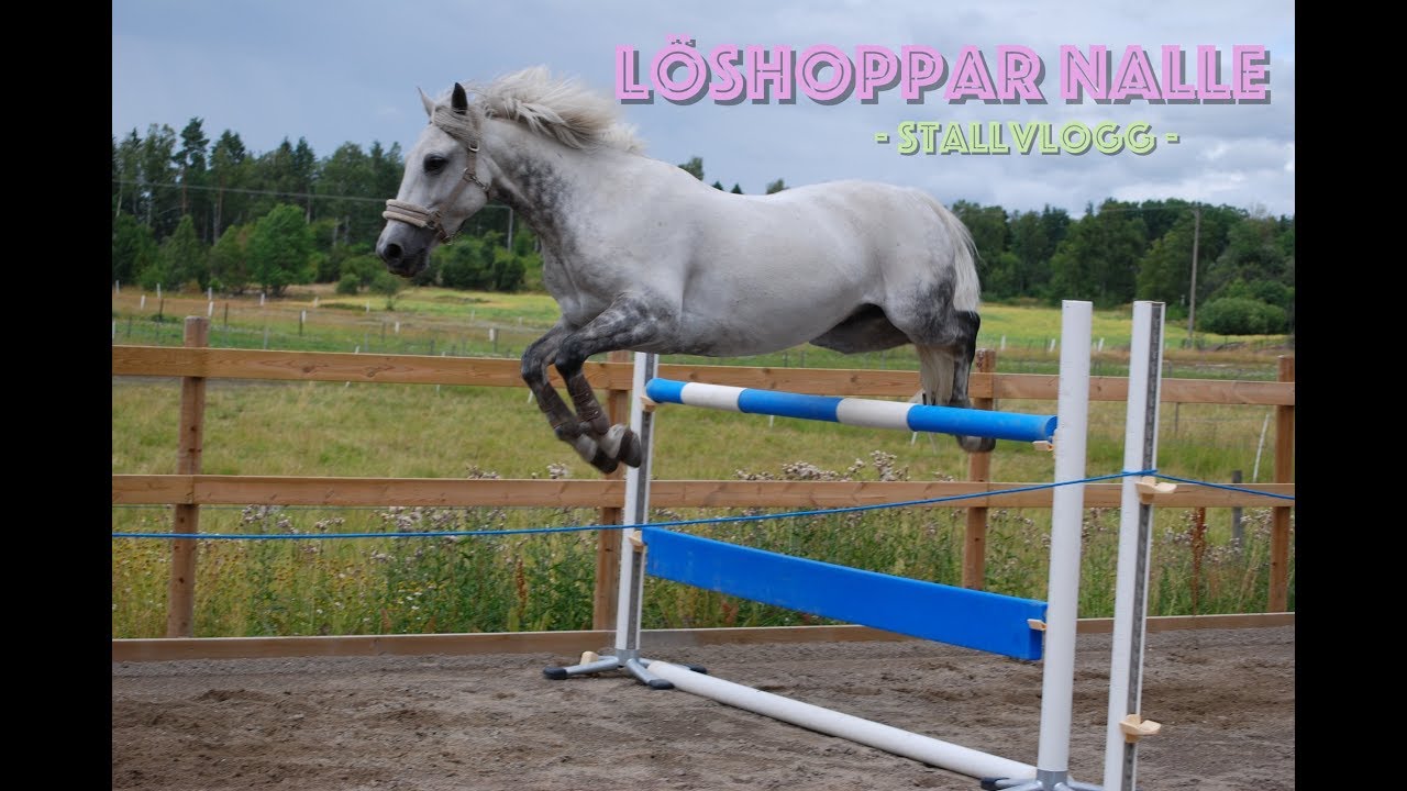 LÖSHOPPAR NALLE   Stallvlogg