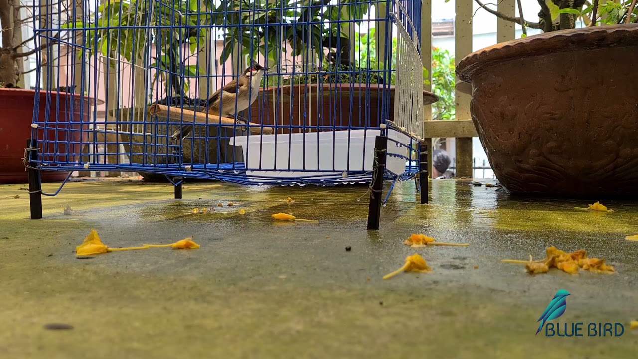 Ch&agrave;o M&agrave;o RIN Đ&agrave; Lạt | Ch&agrave;o m&agrave;o tắm s&aacute;ng | Blue Bird