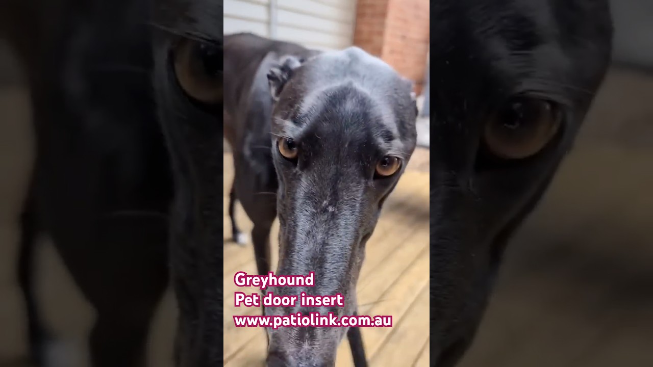 Greyhound Patiolink pet door insert #dogdoor  #greyhound  #dog