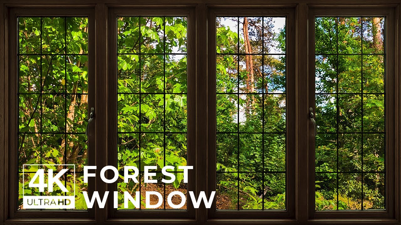 4K Forest window view birds singing - Relaxing, Calming, Ambience, white noise