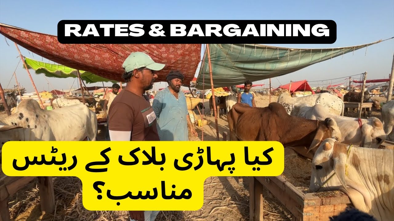 Pahari Block K Rates Kaisay? Rates And Bargaining Northern Bypass Mandi 2025.