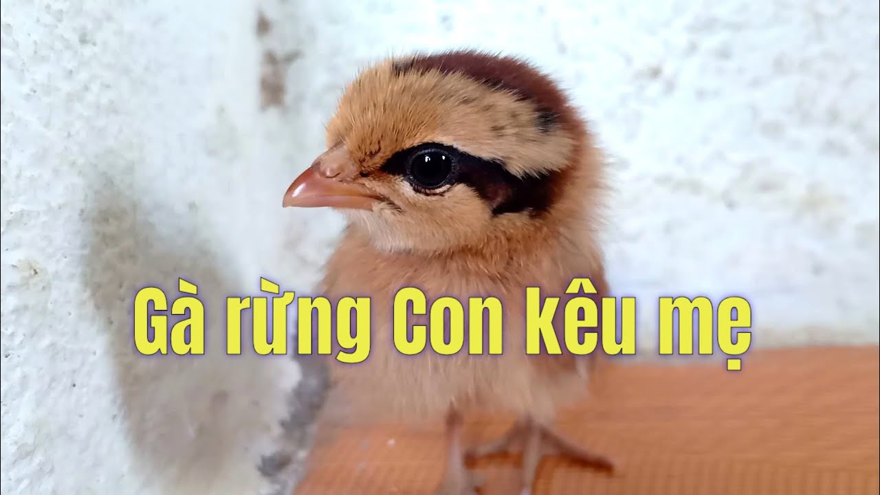 tiếng gà rừng con kêu mẹ lạc bầy | Hoàng Thắng