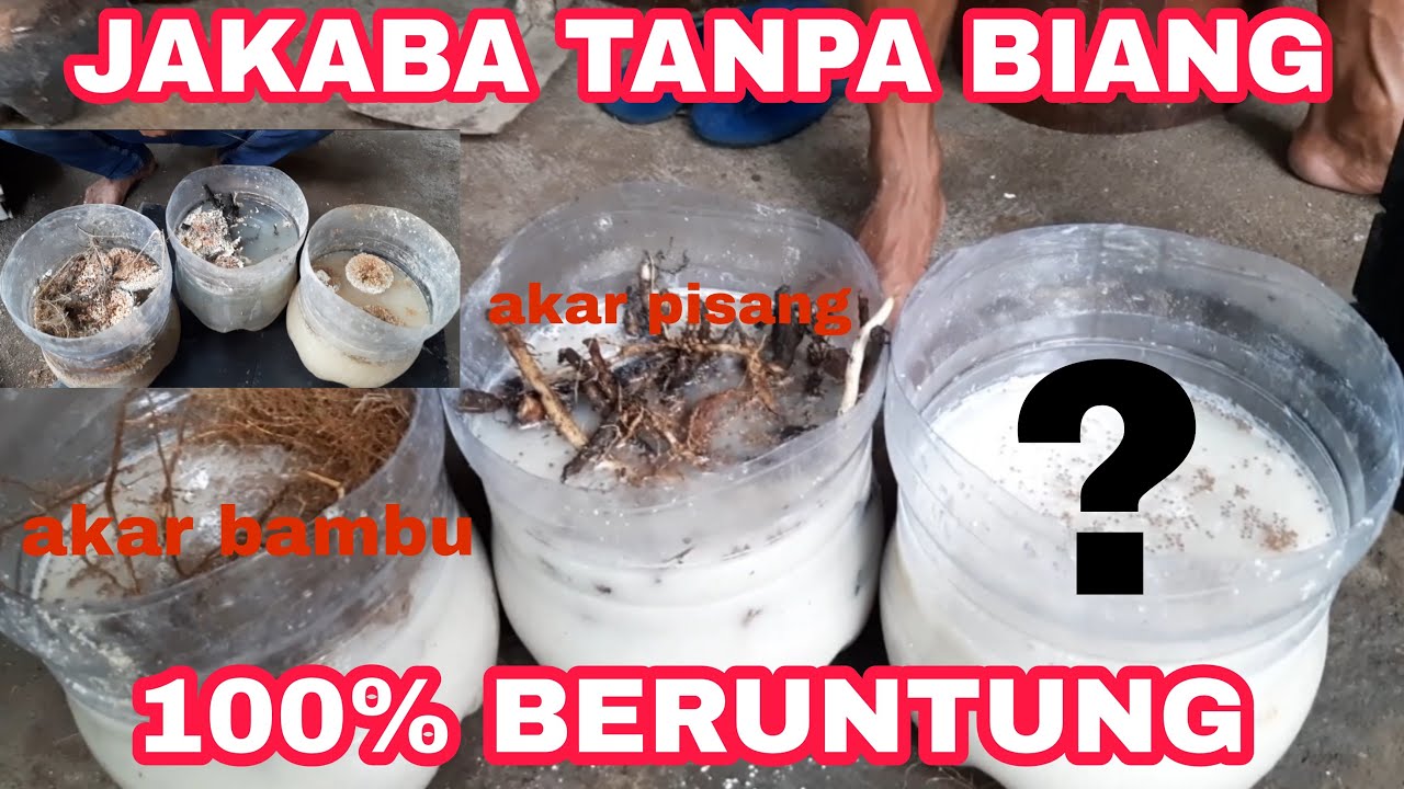 MEMBUAT JAKABA TANPA BIANG 1000% BERUNTUNG