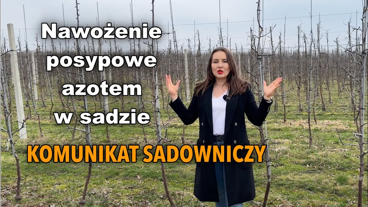 Nawożenie posypowe azotem w sadzie - komunikat sadowniczy