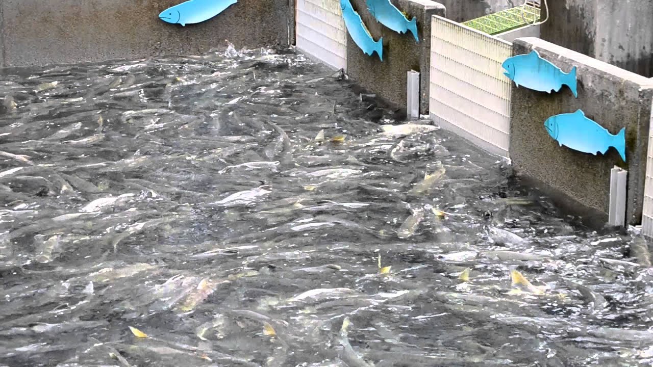 Salmon Hatchery