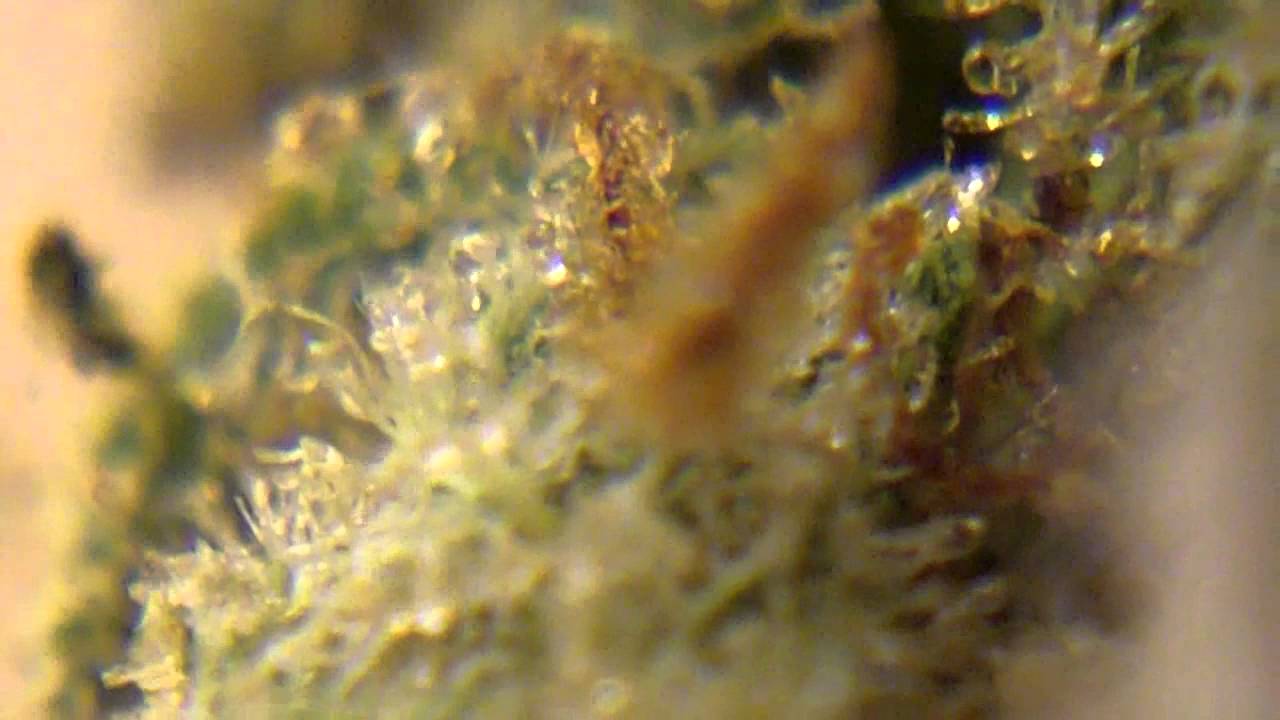 Ep 320 Strain Review - Cherry Bomb - Indica Hd 720p Reeferman Seeds Bud weed marijuana prt 2