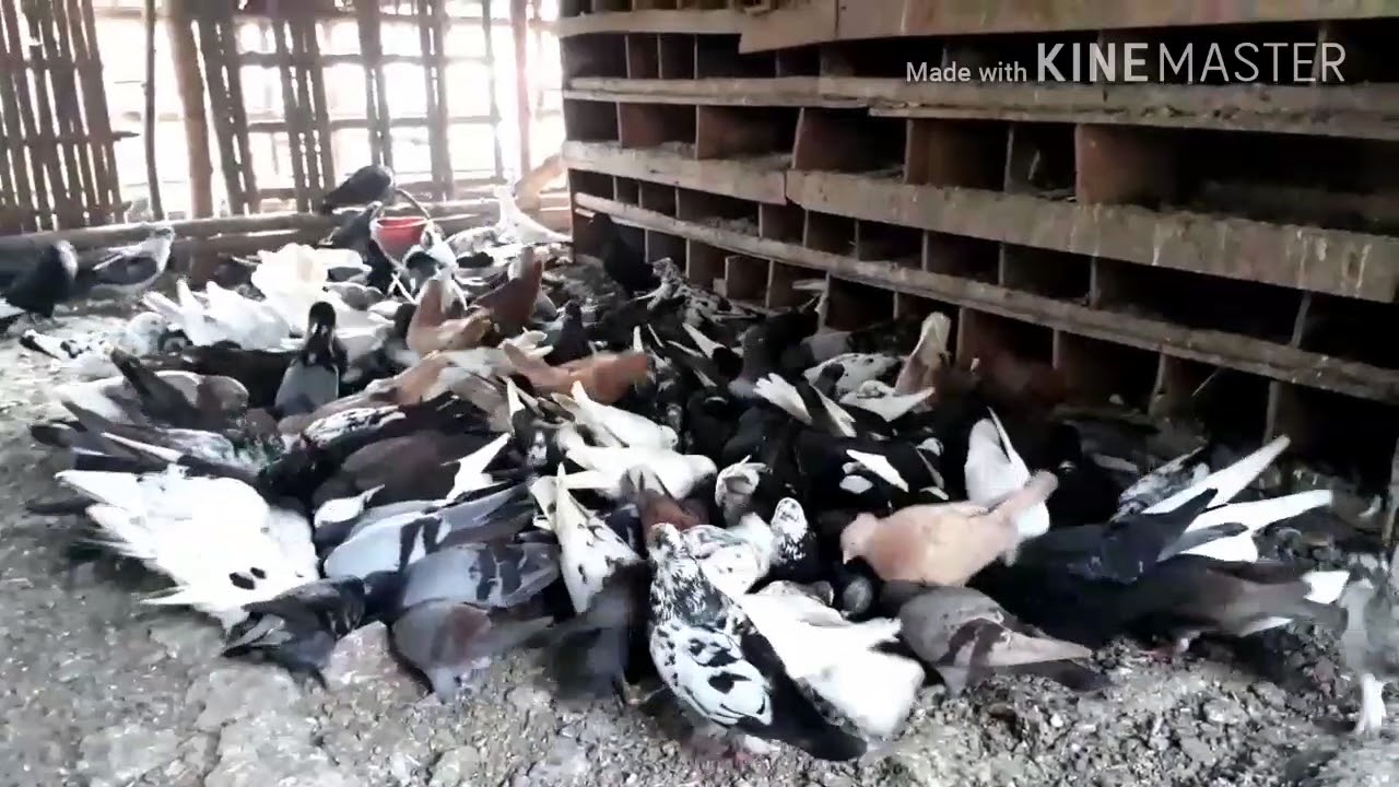 Pigeon farm / BD Village Life