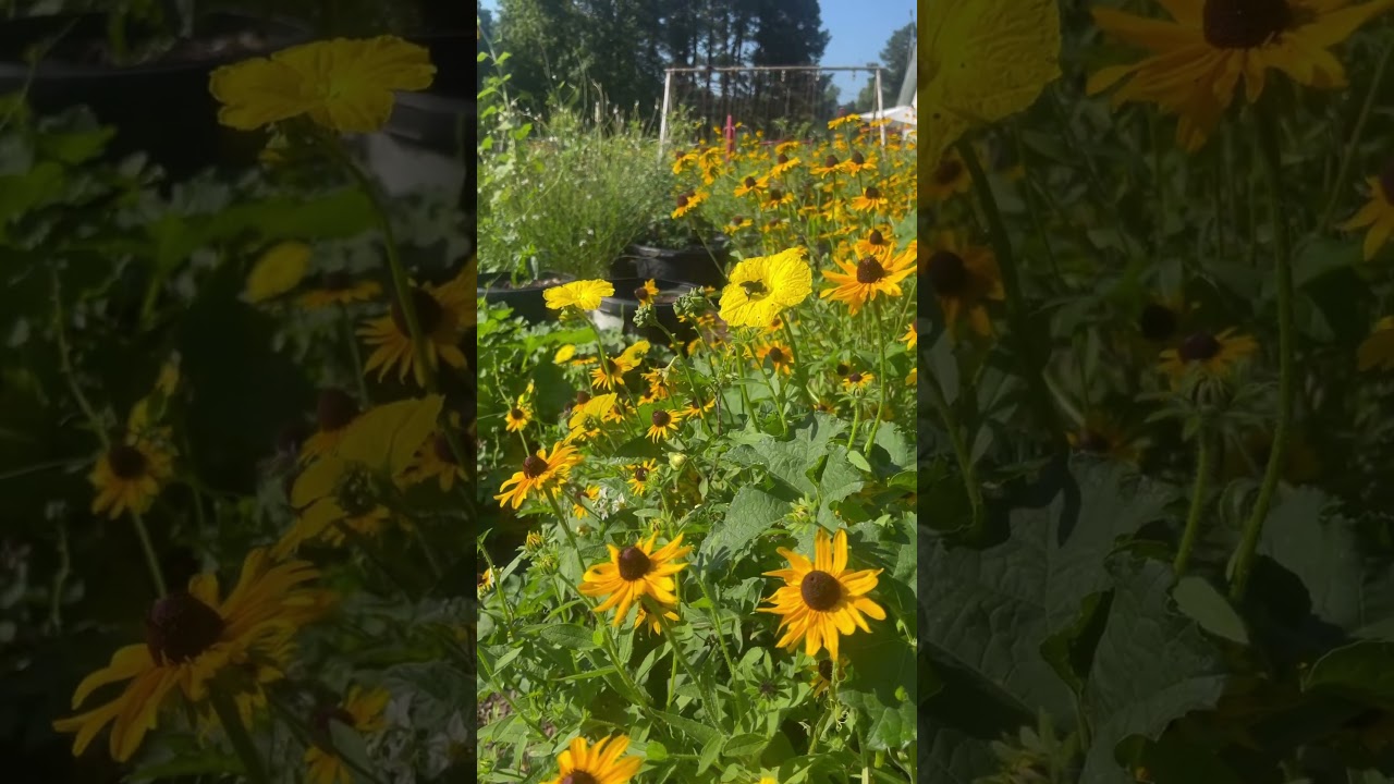 The garden is buzzing with life!