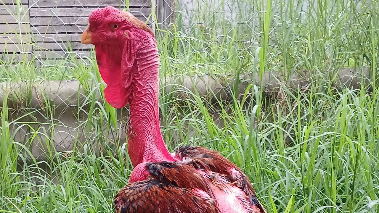Atualizando a criação de indio gigante, ave nova no criatorio. 