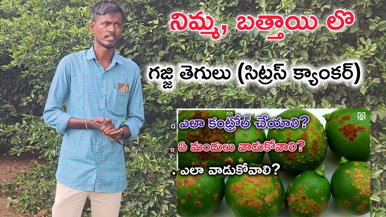 నిమ్మ,బత్తాయి తోటలలో గజ్జితెగులు నివారణ | Citrus Canker Disease Management in Telugu | Lemon Farming