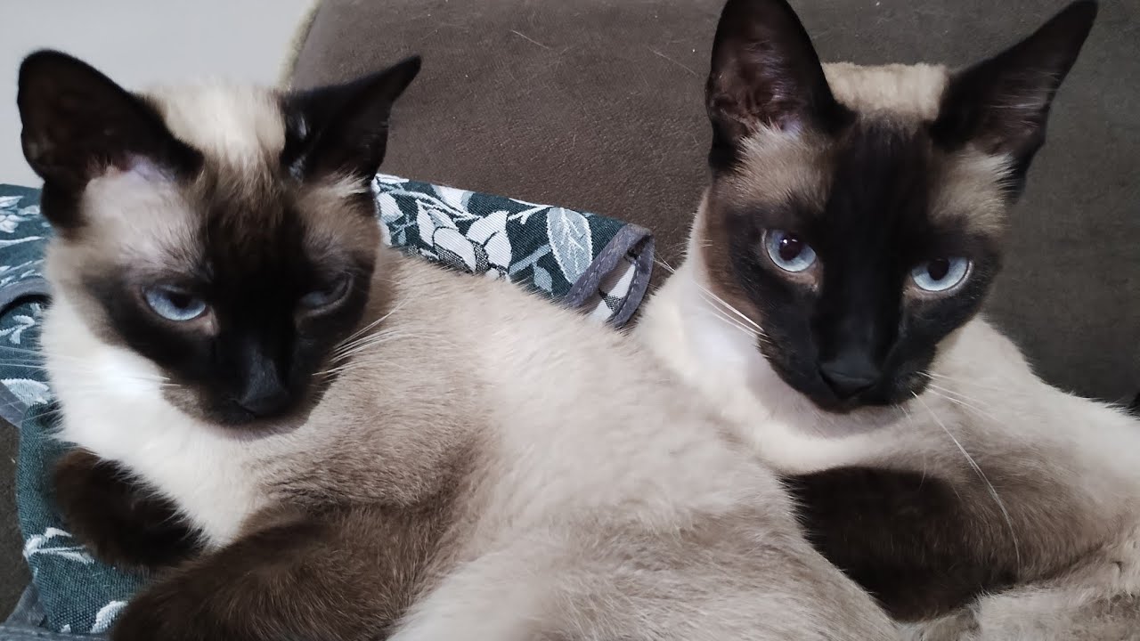 Meus Gatos Siamês