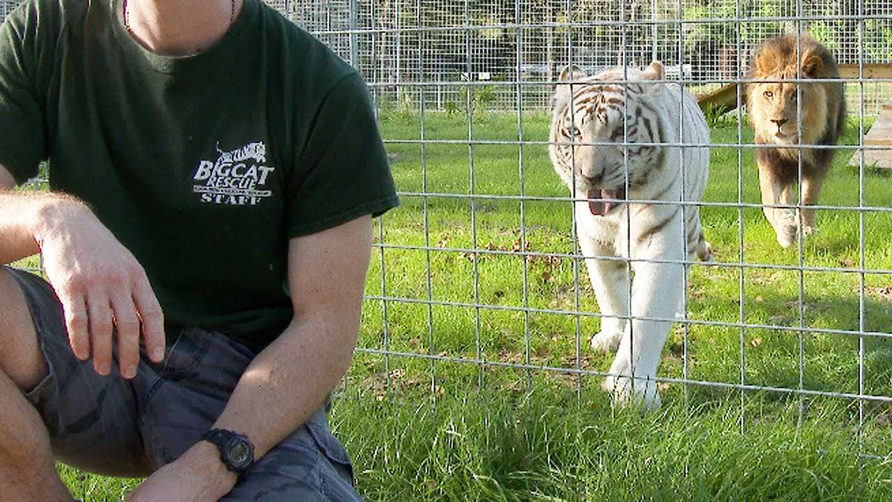 Never Turn Your Back on BIG CATS!
