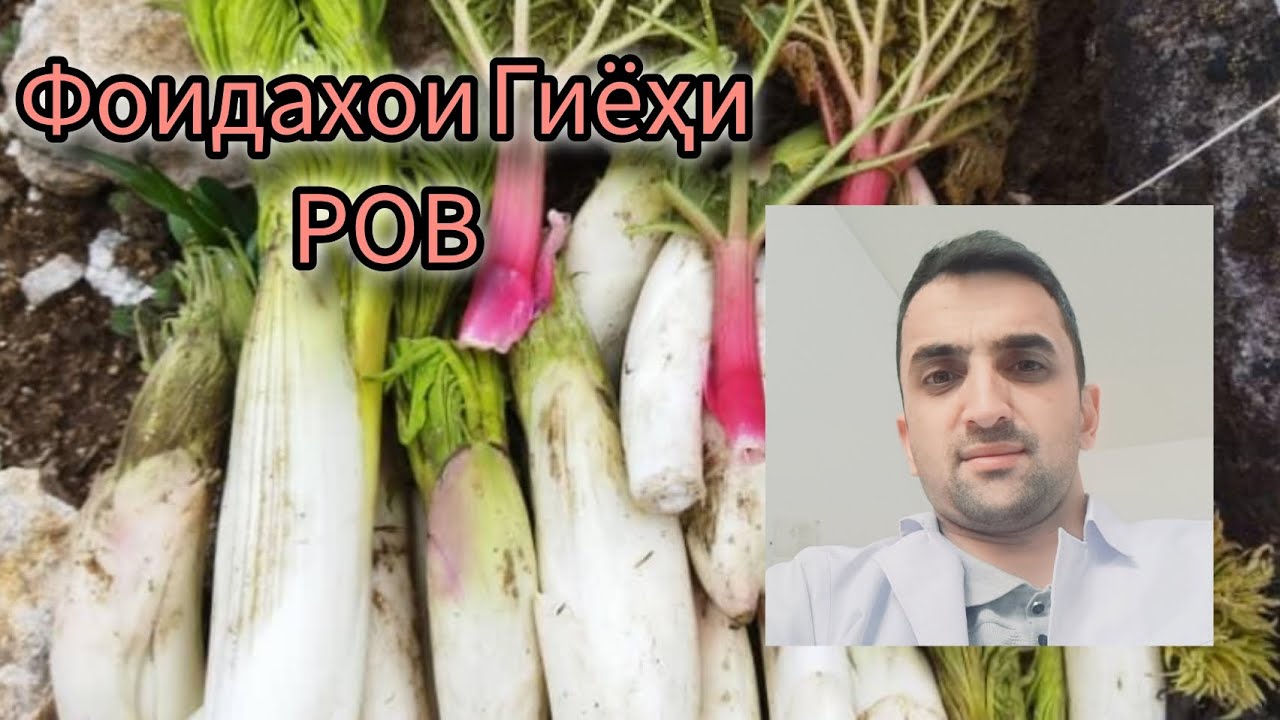 Гиёҳи Ров Бинед чи фоида дорад