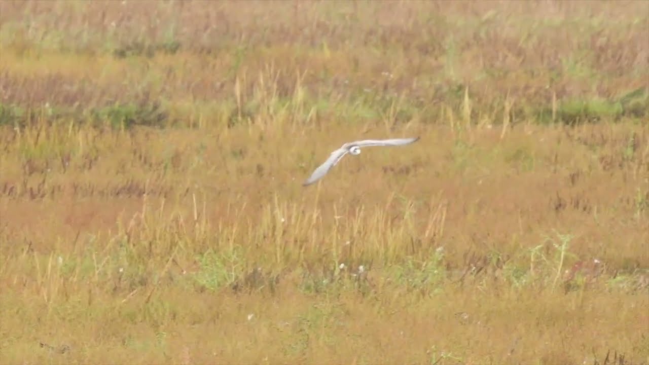 White-winged Black Tern  -  Crossens Marsh - Lancashire - September 2025