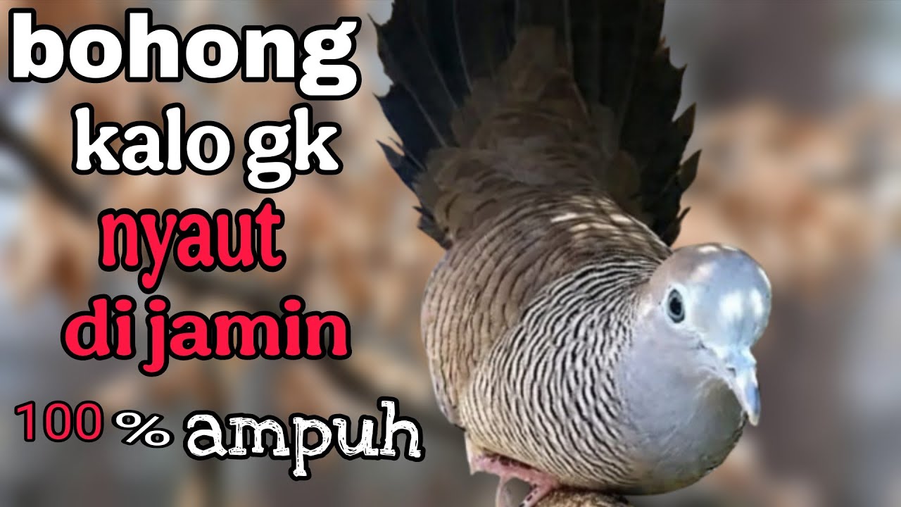 Perkutut lokal gacor bohong kalo gk nyaut di jamin100% ampuh 