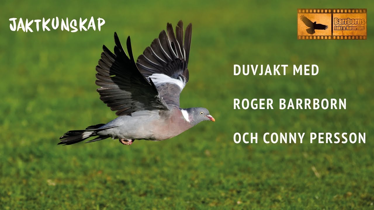Jaktkunskap Film – Duvjakt – I samarbete med Jaktfilm Roger Barrborn