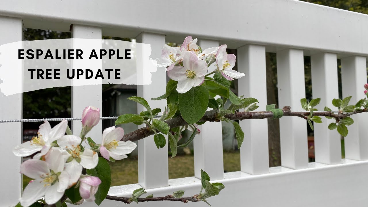 Espalier Apple Tree Update 🌸🍎 How's It Growing?
