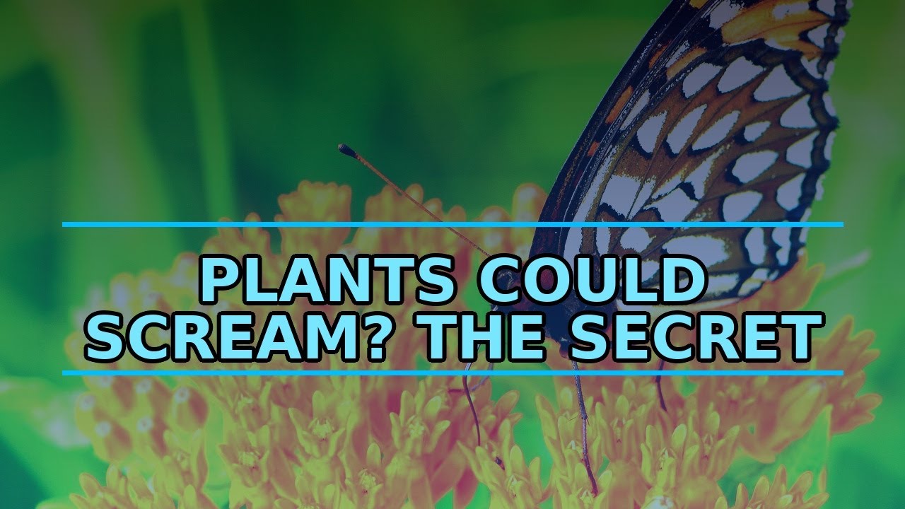 Remember When Plants Could Scream? The Secret Language of Flora