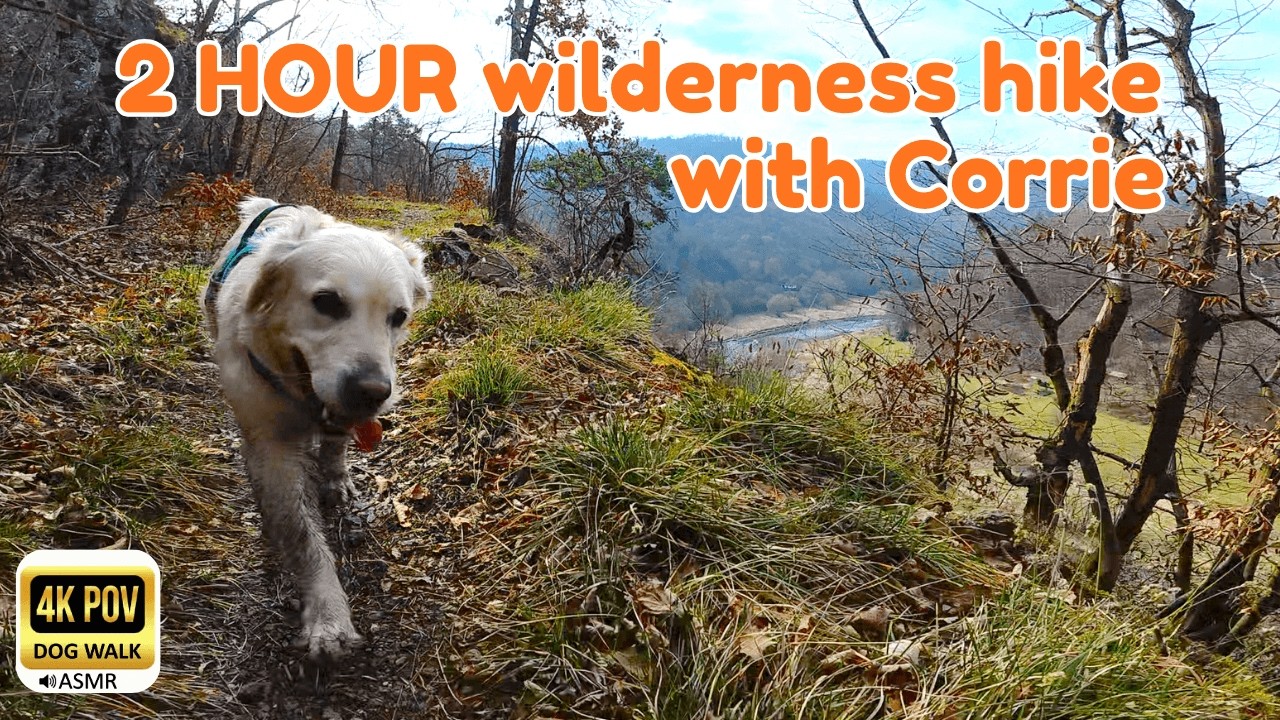2-Hour Calming Forest ASMR 🌲 Golden Retriever Corrie Virtual Walk | Relaxing Dog TV & Slow TV | 4K