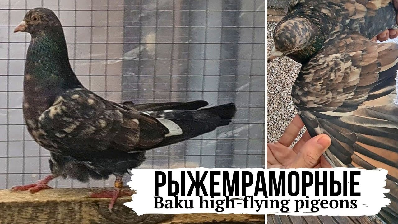 Ёще одна семейка ☝️ Бакинские рыжемраморные бойные голуби | Baku high-flying pigeons 