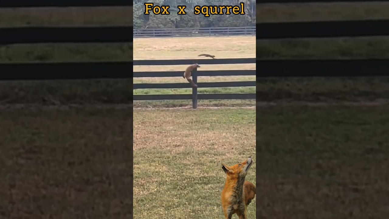 fox hunts squirrel🐿