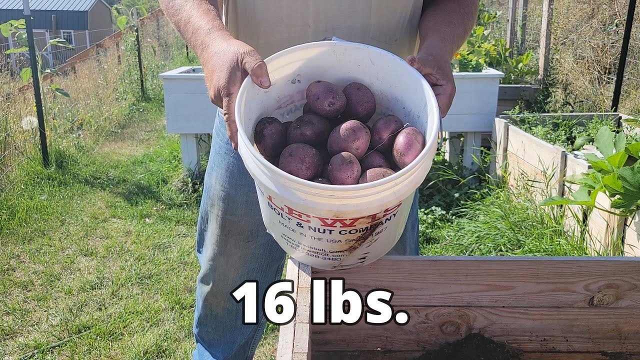 Huckleberry Potato Harvest