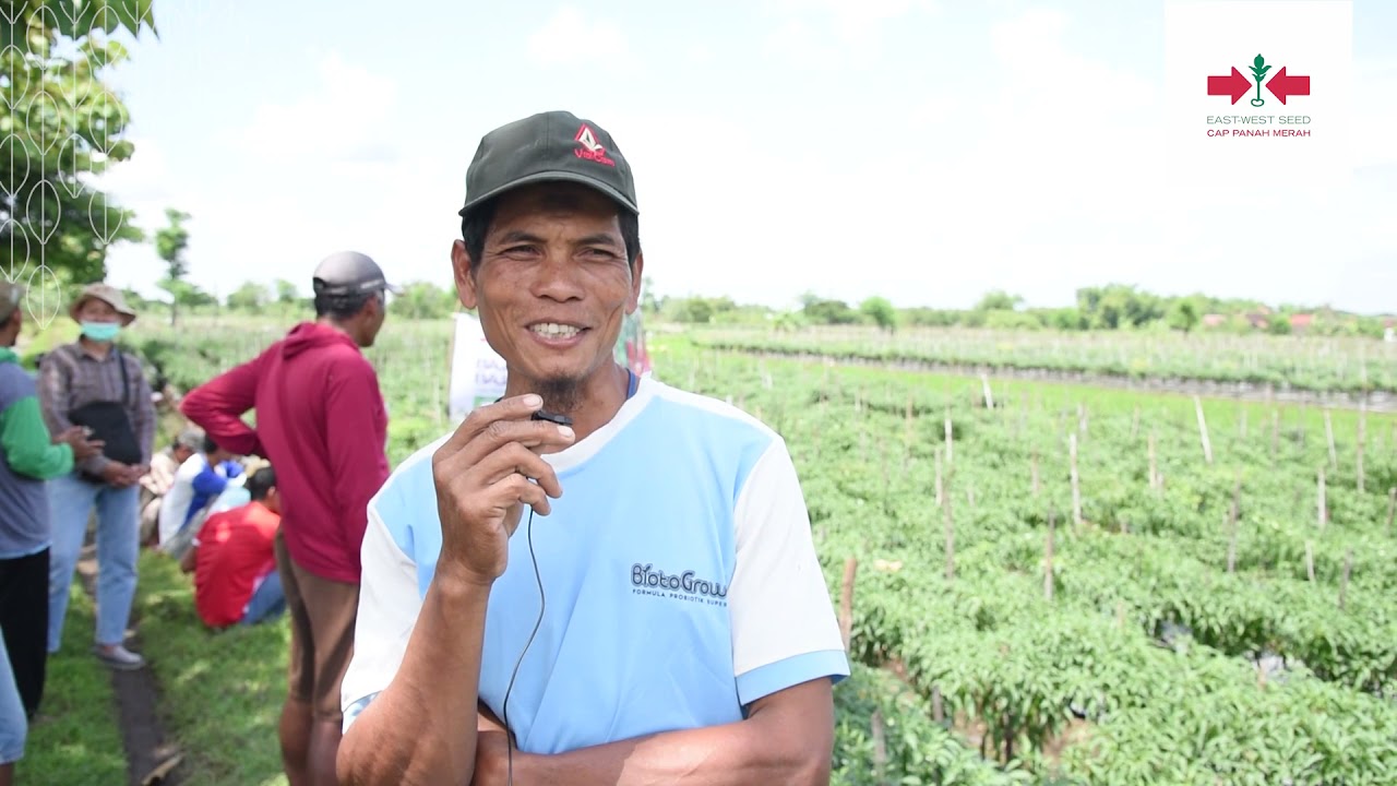 Farm Field Day Cabai BAJA F1 #cappanahmerah