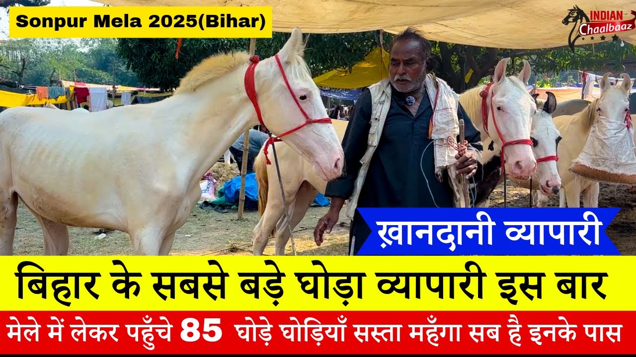 बिहार के सबसे बड़े घोड़ा व्यापारी इस बार मेले में लेकर पहुँचे 85 घोड़े घोड़ियाँ Sonpur Mela 2025