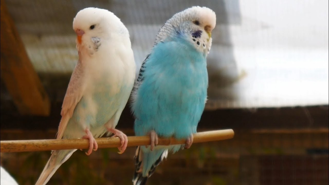 My Budgies Today - 25th April 2019 - Adorable Budgies in their Aviary