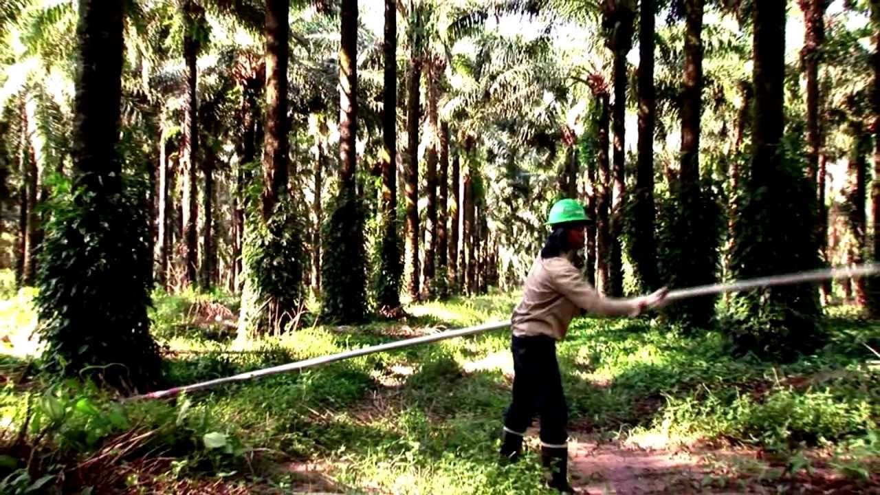 CORTE DE RACIMOS MADUROS EN SISTEMA MECANIZADO