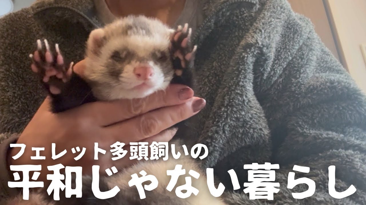 フェレット４匹と暮らす丁寧じゃない日常の様子です。狭い家に引っ越して、おもちゃ整理しながら最近のイタチーズの様子をお届けです(^^)