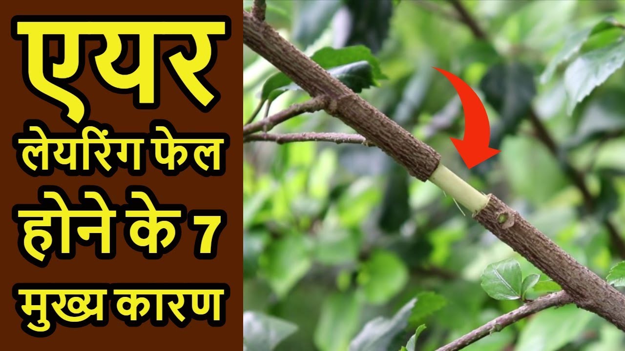 एयर लेयरिंग करने से पहले ये 7 बातें सीख लें /Because of these Mistakes your Air layering Fail